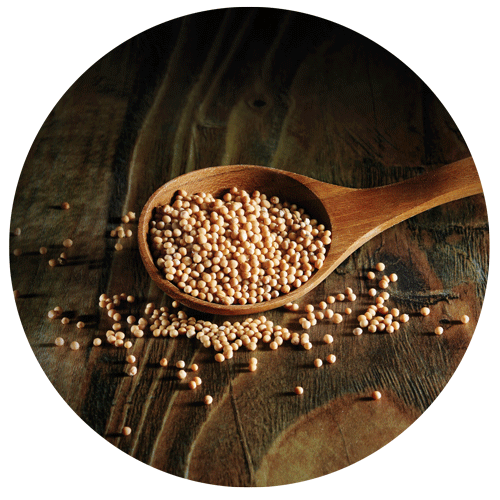 cuillère en bois de graines de moutarde pour illustrer un packaging de moutarde Auchan de la gamme terroir